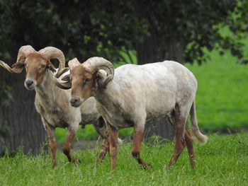 Sheep standing in a field