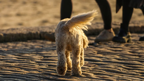 Low section of dog walking on sand