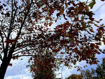 Low angle view of trees against sky