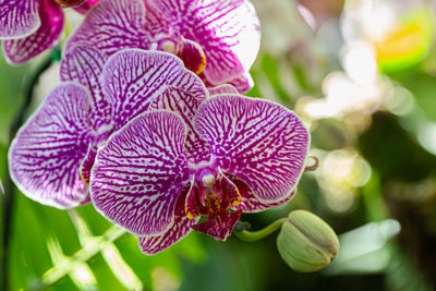 Close-up of purple flowering plant