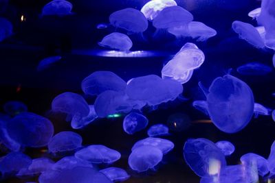 Close-up of jellyfish in sea