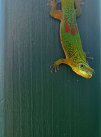 Close-up of a lizard on wall