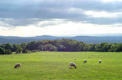 Sheep grazing in the cotswold district against the rolling gloucestershire landscape, england