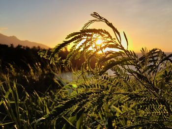 Close-up of plants growing against sky during sunrise