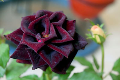 Close-up of red rose on plant