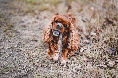 Portrait of dog on field