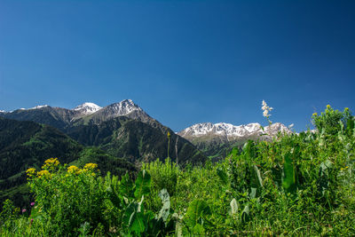 Beautiful picture of mountains with white snow peaks and green and yellow plants