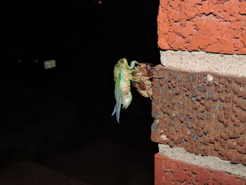 Cicada molting on wall at night