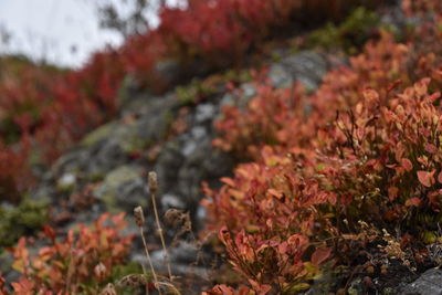 Close-up of autumn leaves on tree