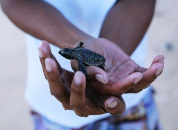 Close-up of hand holding tortoise