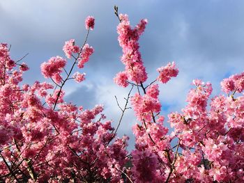 Low angle view of pink flowers on tree