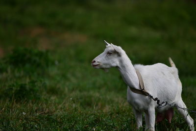 White horse standing on field