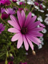 Close-up of osteospermum blooming outdoors