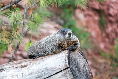 Close-up of groundhog