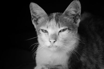 Close-up portrait of a cat over black background