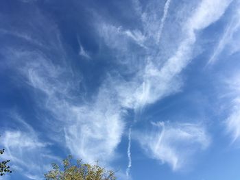 Low angle view of trees against blue sky