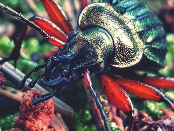 Close-up of insect on red flower