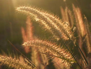 Close-up of plants against blurred background