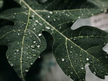 Close-up of raindrops on leaves, moody green tones