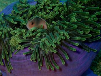 Close-up of fish swimming in sea