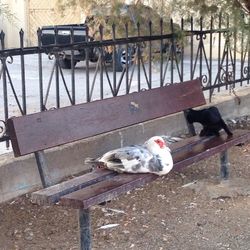Cat resting on street