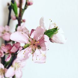 Close-up of cherry blossoms against white background