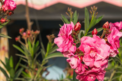 Close-up of pink flowering plants