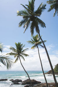 Palm tree by sea against sky