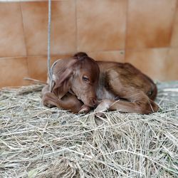 Close-up of two cats lying on floor