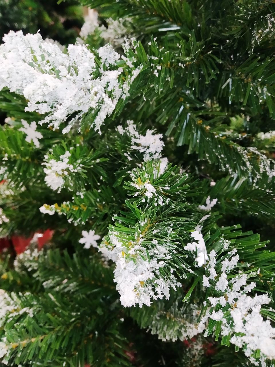 CLOSE-UP OF SNOW ON PLANT