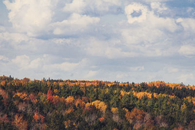 Scenic view of trees on field against sky