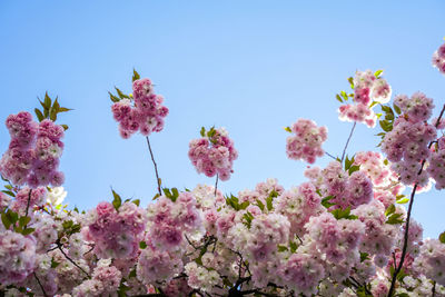 Low angle view of pink cherry blossoms against sky