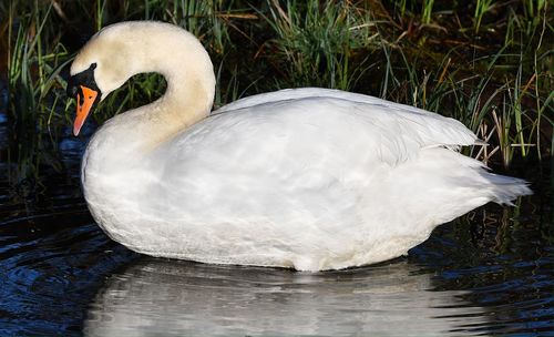 Close-up of swan in lake