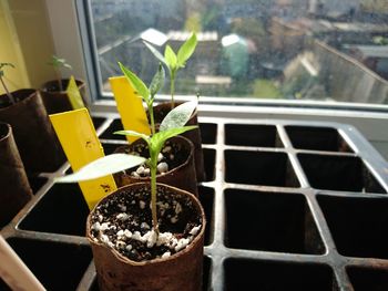 Close-up of potted plant on window sill