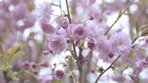 Close-up of pink flowers on tree