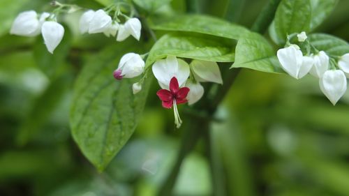 Close-up of red flowering plant