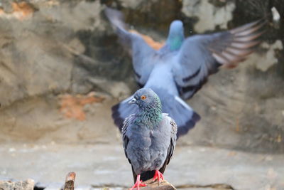 Close-up of pigeons