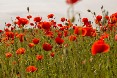Red poppies blooming on field