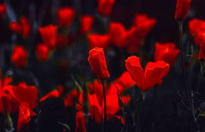 Close-up of red tulips