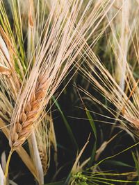 Close-up of wheat growing on field