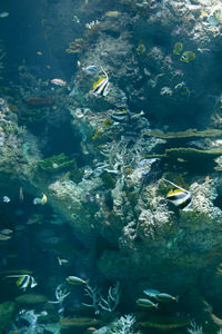 Group of birds in water