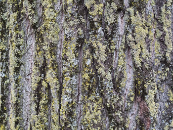 Full frame shot of tree trunk