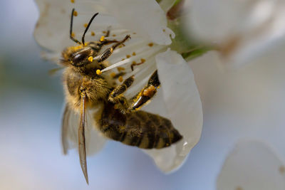 Close-up of bee pollinating on flower