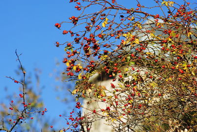 Low angle view of flowers blooming on tree