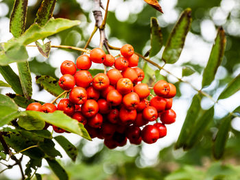 Close-up of red berries growing on tree