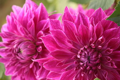 Close-up of flowers