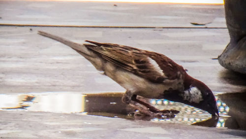 Close-up of a bird