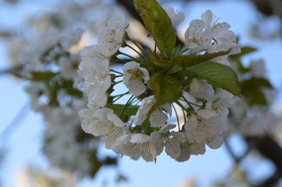 Close-up of white flowers