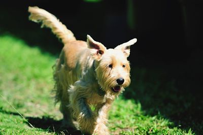 Portrait of an animal on field