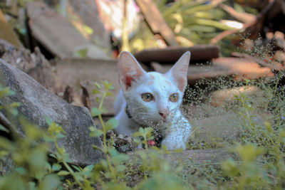 Portrait of cat by plant